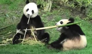 熊猫吃的是什么竹子 大熊猫最爱吃的竹子